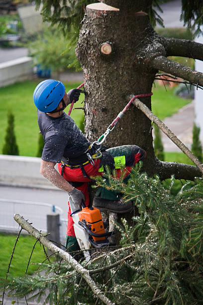 Best Seasonal Cleanup (Spring/Fall)  in Urbancrest, OH