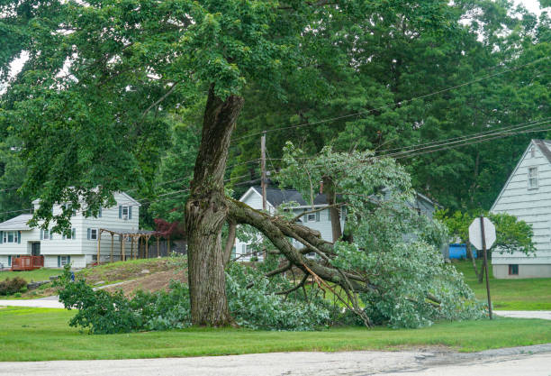 How Our Tree Care Process Works  in  Urbancrest, OH